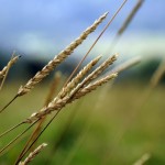 Data shows phosphorus levels in Ohio soil down