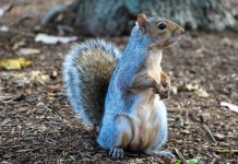 My ‘squirrelly’ wife is collecting walnuts