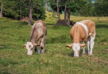 Start thinking: Water for livestock