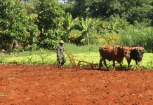 The Cuban ag reality plowing w oxen in Cuba