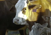 When tracing beef gets out of hand Cargill pasture perfect beef