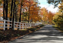 How to preserve fall foliage