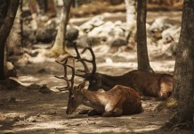 Learn to manage wildlife in your city deer