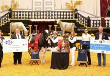 Jersey named World Dairy Expo supreme champion World Dairy Expo supreme