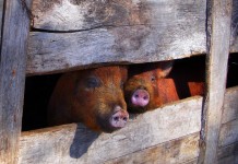 Big Food continues to profit as most farmers face bleak future