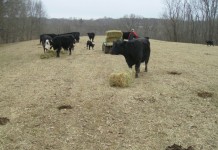 Plan now for pasture health through the winter months