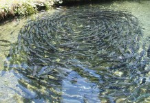 Workshop offers insight into aquaculture