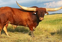 Ohio cattle win longest horn competition Longhorn bull