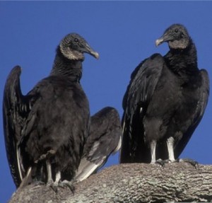 Black vultures