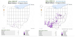 Black vulture maps