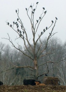 A flock of black vultures roosting on a dead tree above some cattle on a farm in Adams County, Ohio. USDA Wildlife Services suggests removing dead trees and branches to prevent the vultures from roosting near cattle. (Submitted photo)