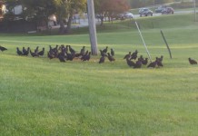 Introduction of Black Vulture Relief Act flock of black vultures