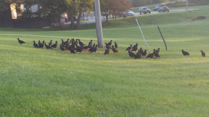 flock of black vultures