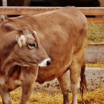 Bovine TB identified in Michigan steer