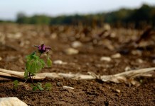 No-till conference celebrates 25 years Jan. 10-13