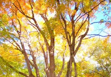 The biggest tree in Geauga County