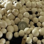 Gene-edited mushroom wins Penn State developer wins ‘Best of What’s New’ award