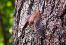 Helping bats come home to roost — and recover