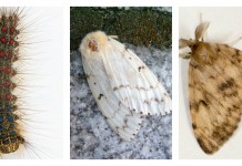 Suppressed for now: Gypsy moth count down in Ohio for 2016 Gypsy moth