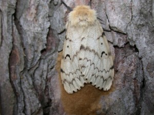 Gypsy moth female with egg mass