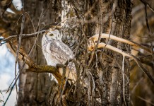 Great horned owls prove entertaining