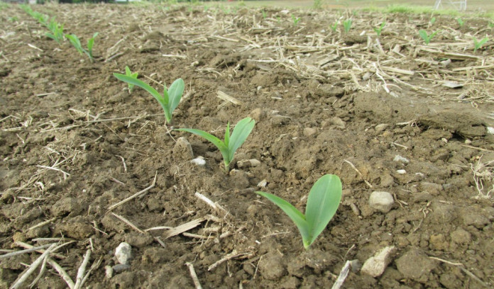 emerging corn