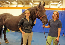 Fight your horse’s canker hoof infection early canker hoof