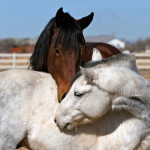 Equine acupuncture provides comfort for horses