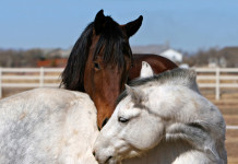 Equine acupuncture provides comfort for horses