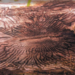 Stingless wasps defend ash trees and battle ash borer emerald-ash-borer