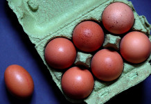 Eggs from small flocks more likely to contain salmonella