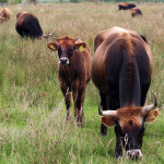 Country music star to highlight 2017 Appalachian Grazing Conference