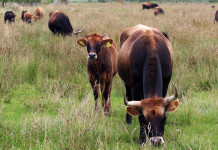 Country music star to highlight 2017 Appalachian Grazing Conference