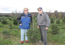 The perfect tree Moore's Tree Farm