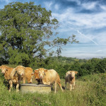 Land O’Lakes to purchase Southern States animal feed