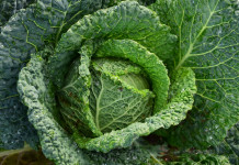 Research finds black tarps benefit organic no-till vegetable gardens