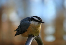 Feeder birds are a pleasure to watch in fall