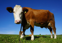 Fencing out cattle improves herd health
