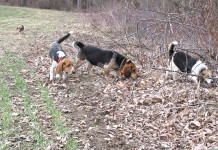 10 tips to better rabbit hunting Beagles hunting