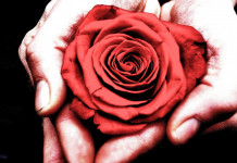 Consider a nature-themed holiday gift