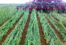 Pa. farmers’ Chesapeake Bay conservation efforts ‘significant’ cover crops
