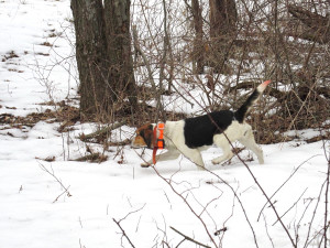 Beagle chasing rabbit