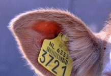 6 things you need to know about WFRP plans