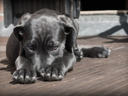 Avoid pancreatitis in pets, keep paws off the table