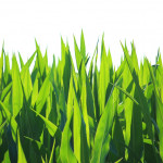 Pioneer unveils corn, soybean lineup