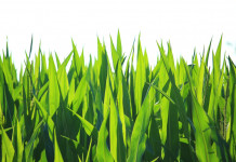 Pioneer unveils corn, soybean lineup