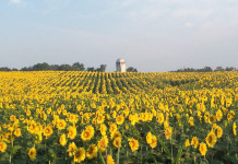 Farm production goals for 2017 sunflowers