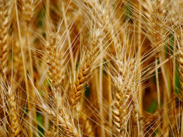 wheat