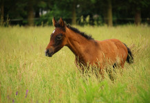Equine showcase, breeders’ short course in Ky. horse