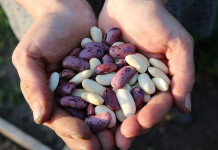 Ask FSA Andy about National Bean Day